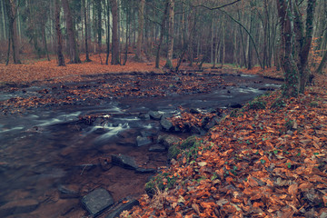River in the forest in autumn.