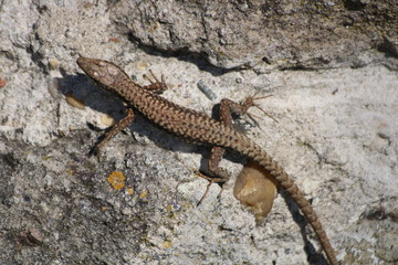 lizard on ruins of Dregely fortress