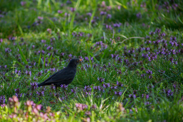Close-up beautiful black bird rook stands on green meadow with blue flowers
