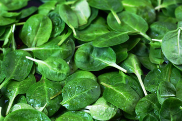 Background texture from a large amount of fresh organic diet spinach leaves with dew water drops