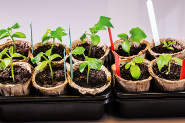 Growing tomatoes and cucumbers plants indoors before season. Beautiful nature backgrounds.