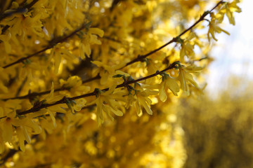 A macro shot of some forsythia bush blooms