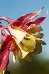 Aquilegia on a blue background close-up macro image vertical