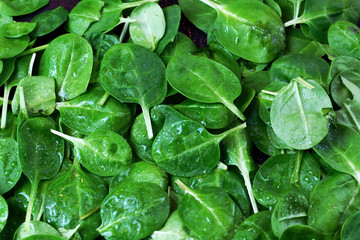 Background texture vegetable spinach leaves with dew water drops