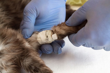 grey cat lying with a catheter in his paw