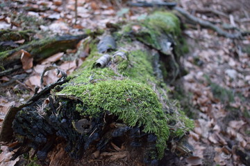 Nature I