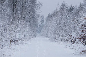 Winterwald
