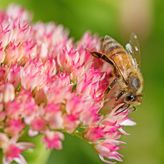 Große Fetthenne, Hylotelephium telephium, mit Biene
