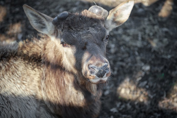 hornless elk lies and rests on the ground in the zoo