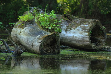 An old snag of wood lies on the water.