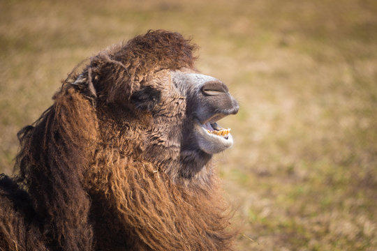 A camel shows its teeth while bellowing at tourists