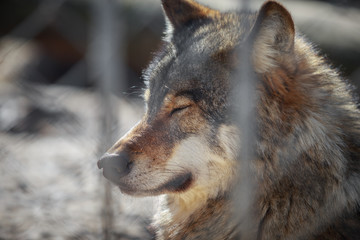 Grey Wolf, Canis lupus. The animal is in a zoo.
