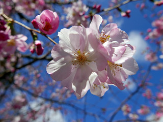 Obraz premium rametti di pesco fioriti in primavera su sfondo di cielo azzurro