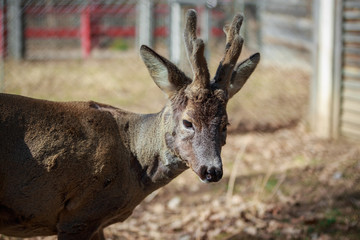 Roe deer   in the forest in spring season