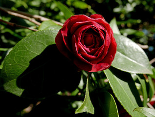 bella corolla di camelia rossa in primo piano in primavera