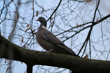 Taube