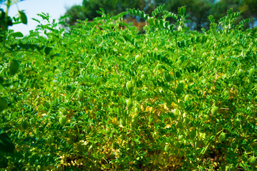 Chickpea crop field