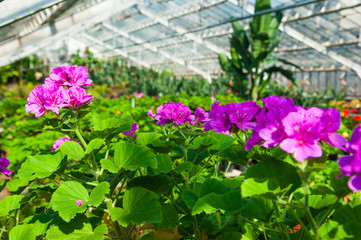 Garden greenhouse. Agribusiness