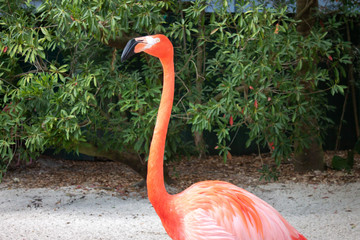 Flamingo
