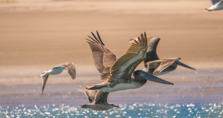 Brown pelican and seagulls in flight along a deserted beach in Baja California. 