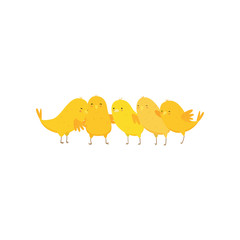 Cute funny happy yellow chickens hugging and singing song isolated on white background