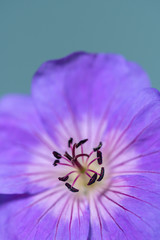 Geranium Rozanne Flower