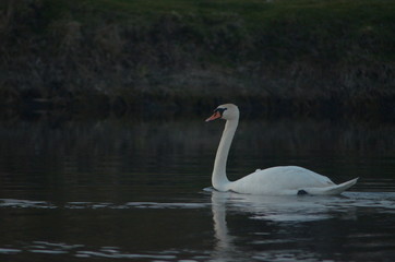 Obraz premium Great white swan mute swan