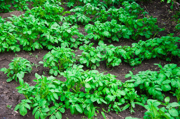 Obraz premium Potato plants field