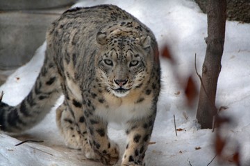 Irbis is on a snow trail