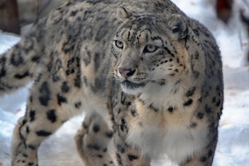 Portrait of snow leopard