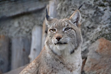 Lynx with closely looks