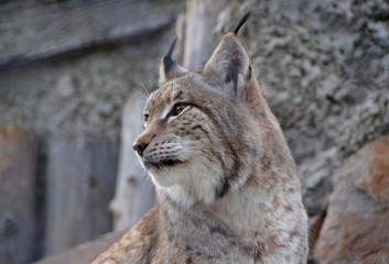 eurasian lynx lynx