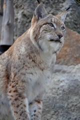 Predatory lynx