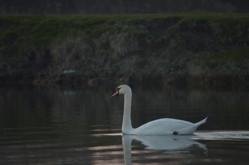 Obraz premium Great white swan mute swan