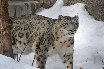 Fototapeta na wymiar Snow leopard walking on snow