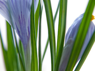 Close up of purple budding crocus