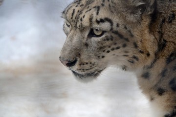 Close-up of the snout of the snow leopard