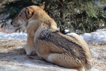 The wolf lies in the snow