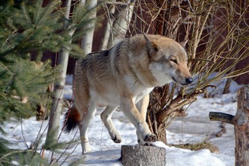 Naklejka premium Wolf of the forest