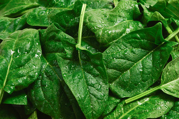 Fresh spinach leaves as background.