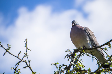 Huge wild pigeon sitting on a top of a blooming tree close up shot looking into camera with blue sky behind 