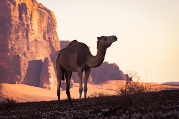 Kamel im Wadi Rum