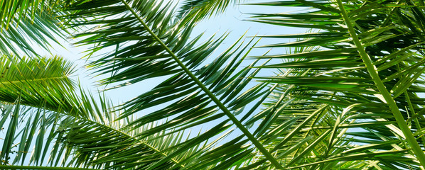 Palm trees against the blue sky, Background . Wide photo.