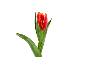 Tulip in a pot isolated on white background.