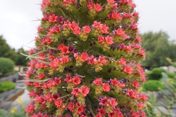 Echium wildpretii / Tajinaste blossoms in the garden of Vilaflor, Tenrife, Canary Islands, Spain. Garden on a cloudy day. Red blossoms.