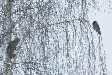 A cat on a tree, looking at the crow. A pet sitting on birch branches in winter during snow and...