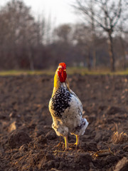 Close-up of colorful rooster on the farm. Beautiful cock with a red comb is standing on the farm yard.