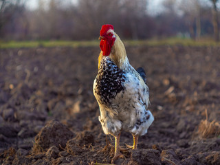 Close-up of colorful rooster on the farm. Beautiful cock with a red comb is standing on the farm yard.