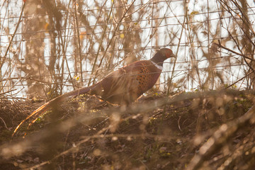 Wild Pheasant at Sunset