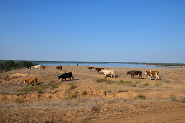 Fototapeta na wymiar A herd of cows grazing in the field